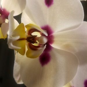 Meet your Posher, Guillermina